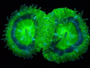 【珊瑚堂】☆高発色☆カクオオトゲキクメイシ　グリーン『Green Acanthastrea lord』【アクアリウム】【サンゴ】【coral】