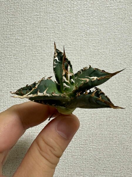 agave titanota"FO-076" アガベ チタノタ