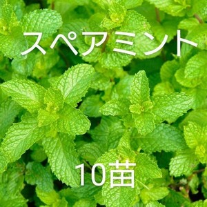 無農薬スペアミントの苗10本①