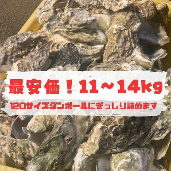 【在庫処分SALE】牡蠣殻　水質改善　ph調整　濾過材　ろ材　11～14kg 250〜300枚　最安価　 送料込み　メダカ　鯉　錦鯉　熱帯魚　金魚