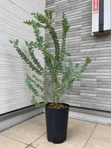 美形個体★美しいシルバーリーフ『三角葉アカシア　Acacia cultriformis』の苗　樹高約９０ｃｍ（鉢底から）１点物