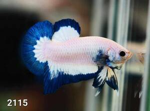  Thai production betta * 2115PK blue rim!