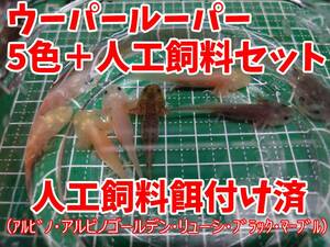 餌付け済ウーパールーパー５色＋人工飼料25gセット（全長4～5cm程度）