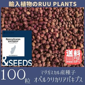 【種子100粒】オペルクリカリア・パキプス Operculicarya pachypus　種