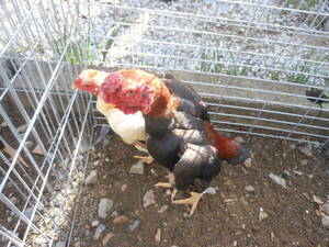 15個赤笹小軍鶏食用有精卵