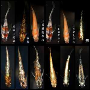 ミックスメダカの卵:120個+αの画像7