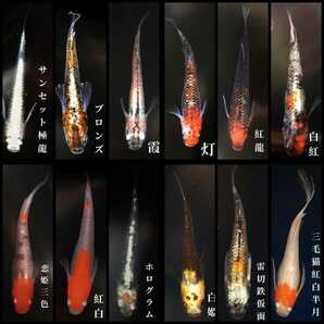 ミックスメダカの卵:120個+αの画像1