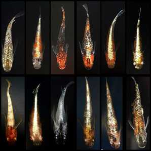 ミックスメダカの卵:120個+αの画像9