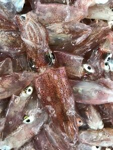 魚専科 白イカ　500グラム（追加購入可能）送料一律 鮮度抜群 愛媛県豊後水道産漁師直送 他鮮魚アリ！ 冷凍発送！　シロイカ　剣先イカ