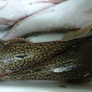 魚専科 ミシマオコゼ 1キロ（追加購入可能）送料一律 鮮度抜群 愛媛県豊後水道産漁師直送 他鮮魚アリ！ 冷凍発送の画像1