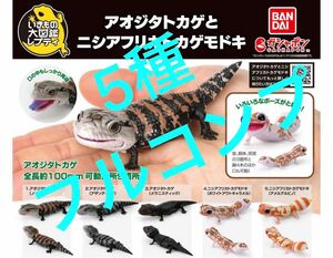 【フルコンプ】 いきもの大図鑑レプティ アオジタトカゲとニシアフリカトカゲモドキ