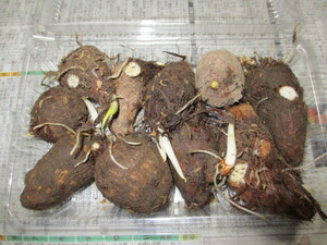 里芋の種芋　石川早生　10個　無農薬　芽が出てます。