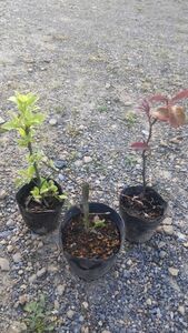 ハツユキカズラ・ビナンカズラ・ニシキギの苗木　各１株セット　盆栽におすすめ！　芽吹き始めました　今ならオマケ付き　値下げ無し