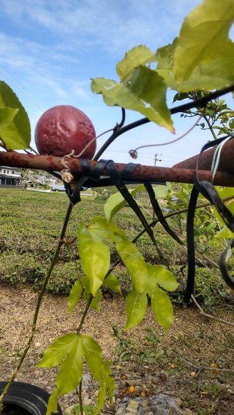 南国トロピカル果樹の種子　詰合せ　　　　　　　　只今増量中　５０粒を８０粒に増量！　　今蒔き時　今ならオマケ付き　値下げ無し