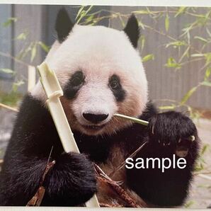 シャンシャン 貴重 受注終了 上野動物園公式写真ポストカード ③ ジャイアントパンダの画像1