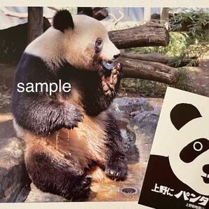 シャンシャン 貴重 レア 受注終了 「栓抜きシャンシャン」上野動物園公式写真ポストカード ＋ 非売品 ステッカー ジャイアントパンダの画像1