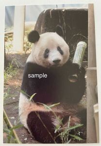 シャンシャン 貴重 受注終了 上野動物園公式写真ポストカード ② ジャイアントパンダ