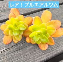 レア！プルエアルツムカット苗大2個多肉植物_画像1