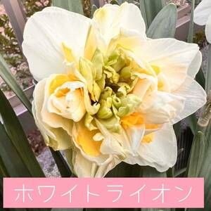  daffodil white lion bulb 2 piece 