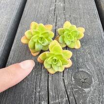 レア！プルエアルツムカット苗小3個多肉植物_画像2