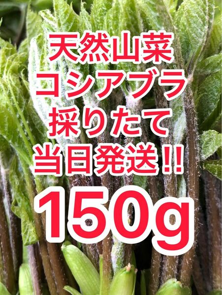 コシアブラ　150g【天然】こしあぶら　採りたて当日発送★ ^_^ ①