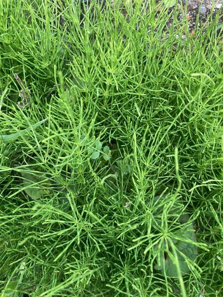 天然奈良県産　スギナ　20本