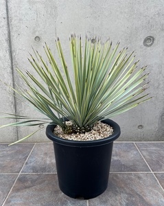 * yucca ligidaYucca Rigida YRI-V ( 2 ps ..). futoshi Driger ten lock garden 