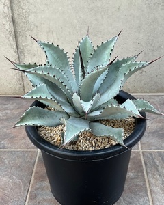 ◆アガベ　テマカプリネンシス　Agave Temacapulinensis ATE-I 