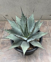 ◆アガベ　テマカプリネンシス　Agave Temacapulinensis ATE-H _画像3