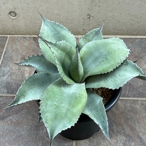 ◆アガベ オバティフォリア Agave Ovatifolia AOV-P ドライガーデン ロックガーデンの画像2