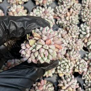 20株Y167多肉植物 エケベリア サファイア超美苗 サボテン 観葉植物 花 園芸 レア種 土と根付きでの画像1