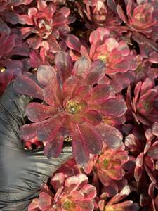 10株Y199多肉植物 エケベリア　メデューサ超美苗 サボテン 観葉植物 花 園芸　レア種 土と根付きで