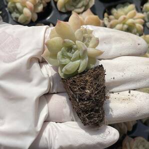 １２０株 S146 多肉植物 エケベリア   黄砂  超美苗 サボテン 観葉植物 花 園芸 レア種 土と根付きでの画像2