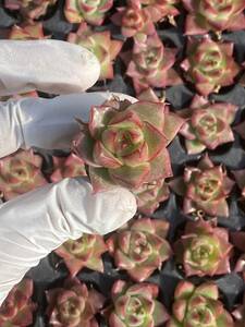 20株 N526多肉植物 エケベリア 赤変線 超美苗 サボテン 観葉植物 花 園芸　レア種 土と根付きで