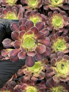 10株Y196多肉植物 エケベリア　オウ?ジャーリ超美苗 サボテン 観葉植物 花 園芸　レア種 土と根付きで