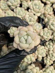 20株Y133多肉植物 エケベリア　バブルガム超美苗 サボテン 観葉植物 花 園芸　レア種 土と根付きで