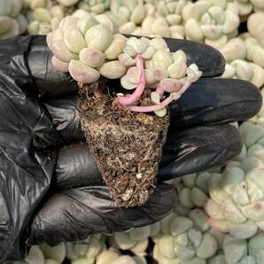 20株Y140多肉植物 エケベリア バブルガム超美苗 サボテン 観葉植物 花 園芸 レア種 土と根付きでの画像2