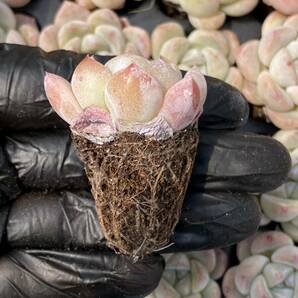 20株Y141多肉植物 エケベリア厚い夢超美苗 サボテン 観葉植物 花 園芸 レア種 土と根付きでの画像2