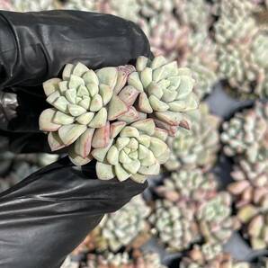  20株 Z1 多肉植物 エケベリアサファイア超美苗 サボテン 観葉植物 花 園芸 レア種 土と根付きでの画像1