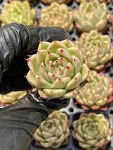 20株 Z6多肉植物 エケベリア トスカネリ超美苗 サボテン 観葉植物 花 園芸　レア種 土と根付きで_画像1