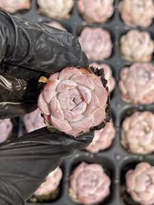 20株 　Z23多肉植物 エケベリア氷砂糖超美苗 サボテン 観葉植物 花 園芸　レア種 土と根付きで