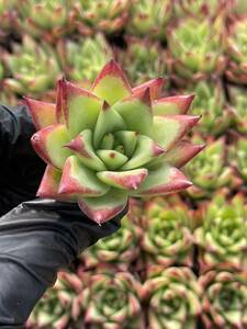 20株　Z49多肉植物 エケベリアリップスティック超美苗 サボテン 観葉植物 花 園芸　レア種 土と根付きで