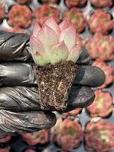 20株 Z9多肉植物 エケベリアフロリアン超美苗 サボテン 観葉植物 花 園芸　レア種 土と根付きで_画像2