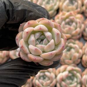  20株Z55 多肉植物 エケベリアいちごスムージー超美苗 サボテン 観葉植物 花 園芸 レア種の画像1