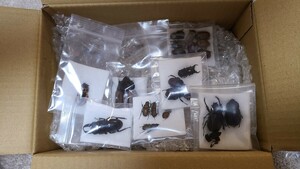  foreign product stag beetle etc. specimen 