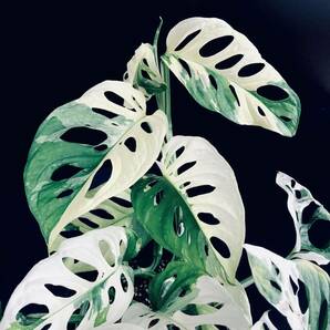 希少 白美麗斑個体【 斑入り マドカズラ 】 2 モンステラ Monstera Adansonii 'Variegata' タグ: アグラオネマ フィロデンドロンの画像1