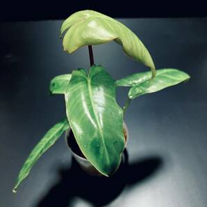 希少 フィロデンドロン パライソベルデ Philodendron Paraiso verdes タグ： モンステラ アグラオネマの画像3