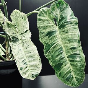 希少 フィロデンドロン パライソベルデ Philodendron Paraiso verdes タグ： モンステラ アグラオネマの画像2