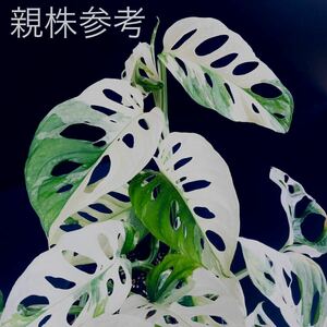 お得希少 白美麗【 斑入り マドカズラ 】 茎伏挿木8本 Monstera adansonii variegata モンステラ アダンソニー バリエガータ 2