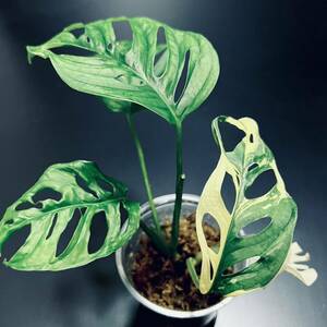 お得2株 【 斑入り マドカズラ 】 モンステラ 挿し木Monstera Adansonii 'Variegata' タグ: アグラオネマ フィロデンドロン